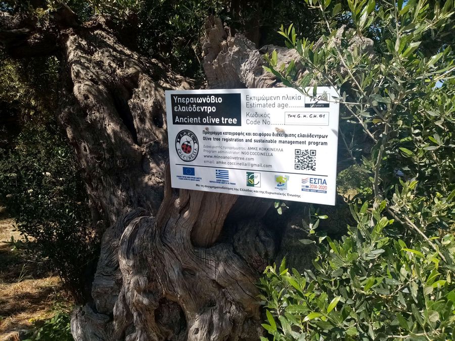 7DgIhYNy_an ancient tree2.jpg
